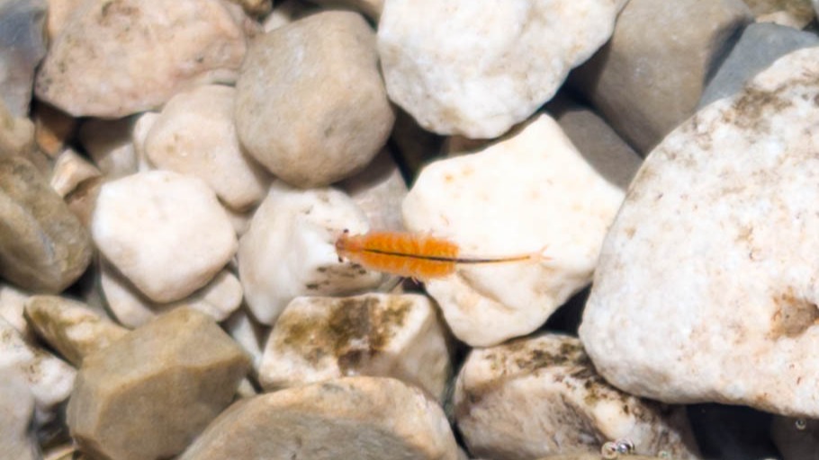 Chirocefalo del Marchesoni, il minuscolo crostaceo rosso endemico del Lago di Pilato